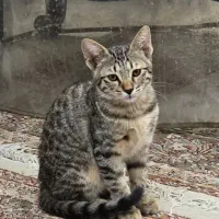 واگذاری گربه ۳ماهه|گربه|پاکدشت, پاکدشت (مامازند)|دیوار