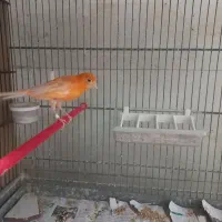 قناری نره سرخ .جوجه سهره قناری
