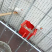 فنج نر و ماده  تخم هم دارن