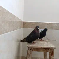 کبوتر