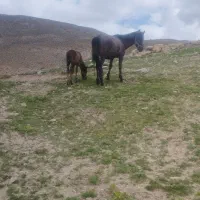 اسب مادیان همراه کره اسب