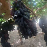 نهال انگور موندراپ|خدمات باغبانی و درختکاری|مریوان, |دیوار