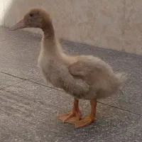 اردک ماده