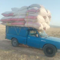 کاه دیم و هندوانه دامی