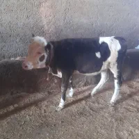 گوساله سنیمینتال اصل.ماده