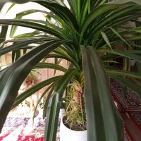 آینه چوب گردو.   گل بزرگ یک متر ونیم‌قد|آینه|گلبهار, شهر جدید گلبهار|دیوار