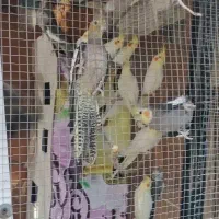 گمشده عروس هلندی طوسی