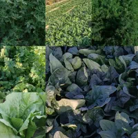 سبزی خورشتی