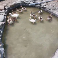 جوجه غاز  یک ماهو نیمه