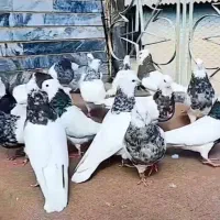 طوقی هفت رنگ|پرنده|تهران, جیحون|دیوار