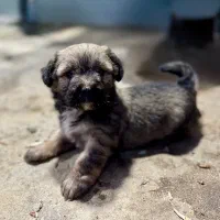 سگ پاکوتاه|سگ|لوندویل, |دیوار