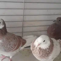 کفتر جفت هما با جوجه