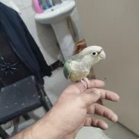 جوجه گرینچیک