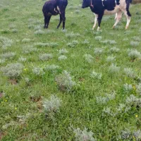 گوساله‌ماده