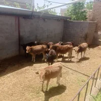 میاندوآب