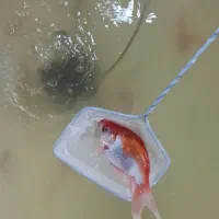 ماهی آکواریومی