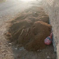 کود گوسفندی صاف و بدون اشغال