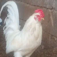 خروس|حیوانات مزرعه|شوش, |دیوار
