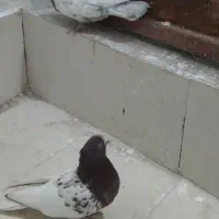 کبوتر کله سرخ