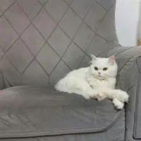 جفت یابی