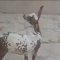 کهرماده صلاله گل توپی