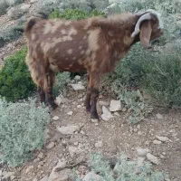 فروش پازن دوسال