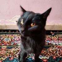 گربه خانگی|گربه|بم, |دیوار