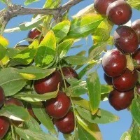 تولید نهال ارقام پیوندی عناب اوکراینی