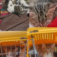 واگذاری گربه های ۲ماهه دی اس اچ