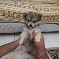 سگ پامر خرسی