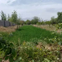 اجاره-یونجه