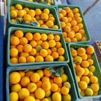 پرتقال نارنگی نارنج برنج...محصول گیلانه تازه رسید