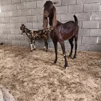 بزجوان بزغاله دار