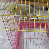 عروس هلندی ماده سالم وسرحال|پرنده|اسلامشهر, شهرک مهدیه|دیوار