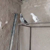فروش کبوتر