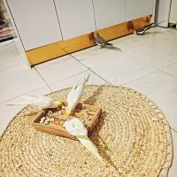 تعدادی عروس هلندی|پرنده|تهران, گلستان (شهرک راه آهن)|دیوار