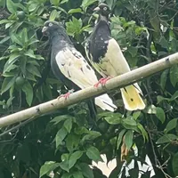 کبوتر ماده بدن سفیدسر مشکی
