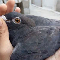 کبوتر