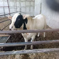 فروش گوساله