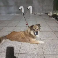 سگ پامر،وباهوشی