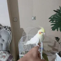 عروس هلندی|پرنده|قدس, شهر‌قدس|دیوار