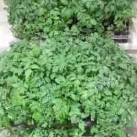 نشا گوجه زیتونی|گل و گیاه طبیعی|قم, انسجام|دیوار