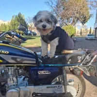 سگ شیتزو ترییر