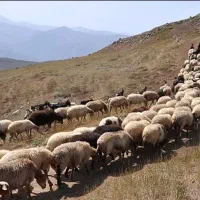 معاوضه گوسفند با زمین و ماشین