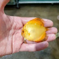 دیسکس از  سایز ۱ اینچ تا ۵ اینچ