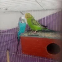 جفت مرغ عشق