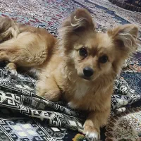 واگذاری رایگان پامر اشپیتز