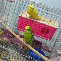 یک جفت مرغ عشق تخم گذار