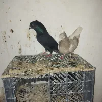 جفتی و پرشی