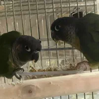 یک جفت گرینچیک